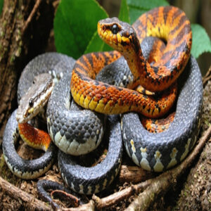 corn snake color morphs