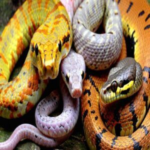 Corn Snake Color Types