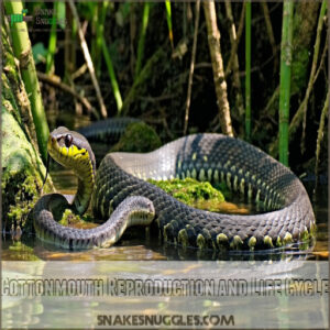 Cottonmouth Reproduction and Life Cycle