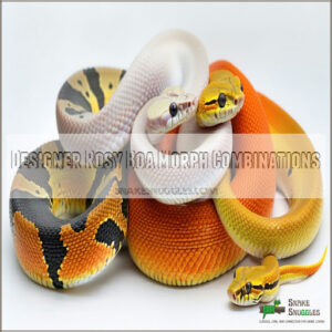 Designer Rosy Boa Morph Combinations