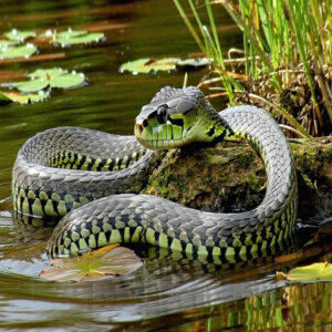 Diamondback Watersnake