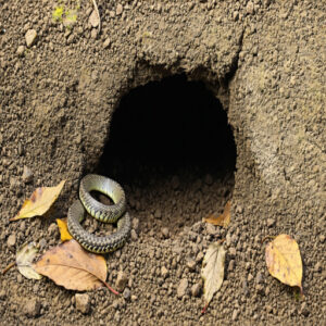 Differentiating Snake Holes From Other Animal Burrows