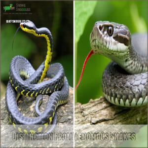 Distinction From Venomous Snakes