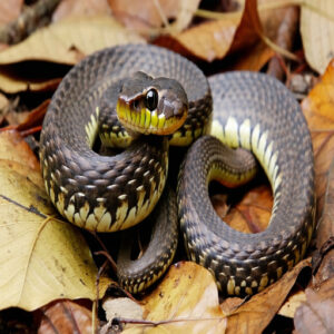 Distinguishing Baby Copperheads From Other Snakes