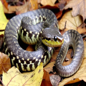 Distinguishing Features From Adult Copperheads