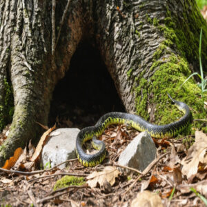 do garter snakes burrow