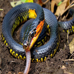 Earthworms as a Food Source