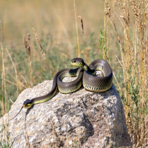 Eastern Black-tailed Rattlesnake