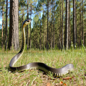 Eastern Coachwhip Snake