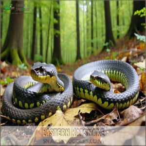 Eastern Ratsnake