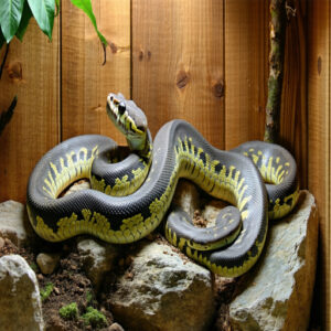 Enclosure Sizing for Boa Constrictors