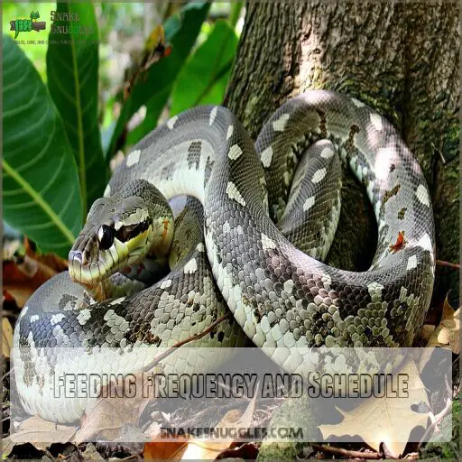 How Long Do Reticulated Pythons Get and How Fast Do They Grow?