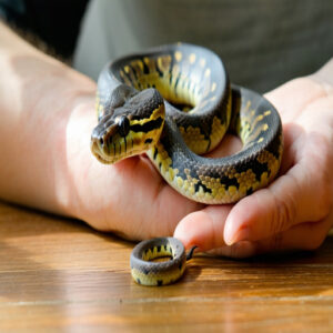 friendly pet snake breeds