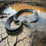 Python Snake Distribution: Global Habitats, Species, and Conservation