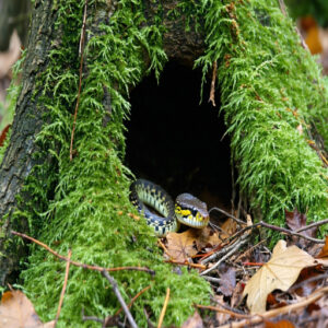 Garter Snake Burrowing Behavior