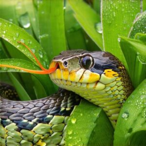 Garter Snake Conservation and Protection