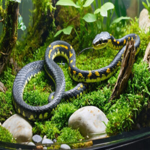 garter snake pet care