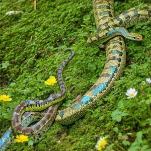 Garter Snake Reproduction and Life Cycle