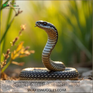 Garter Snakes and Their Musk