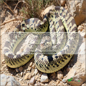 Gopher Snake