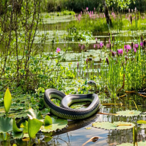 Grass Snake Conservation and Coexistence With Humans