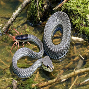 Gray Crayfish Snake