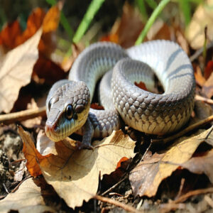 Growth Patterns in Young Snakes