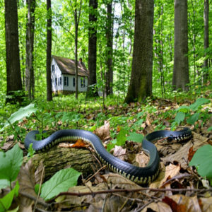 Habitat and Distribution of Black Rat Snakes