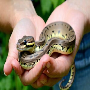 Handling and Socialization for Snakes