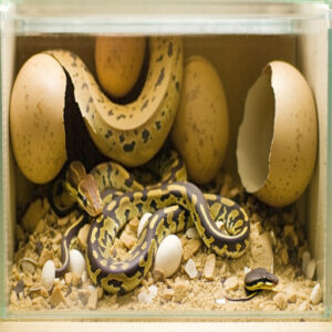 Hatching Process and First Shed Cycle