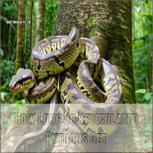 How Long Do Reticulated Pythons Get