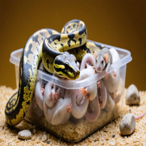 how many mice should i feed my ball python