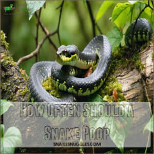 How Often Should a Snake Poop