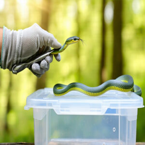 How to Catch a Snake Safely With Pictures