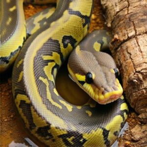 how to tell if your female ball python is gravid