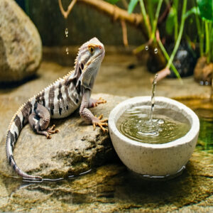 Hydration Therapy for Infected Reptiles