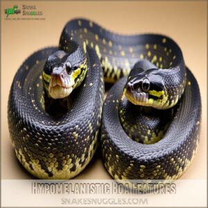 Hypomelanistic Boa Features