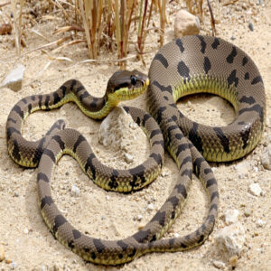 Identifying Gopher and Bull Snakes