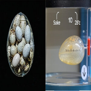 Incubation Time for Lizard Eggs