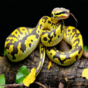 Inheritance Patterns of Banana Ball Python Genetics