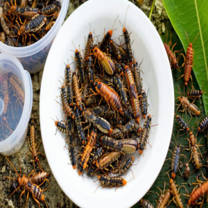 Insects as Protein Sources