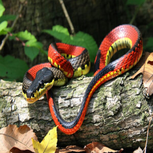 Interesting Milk Snake Facts