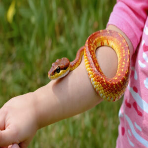 is a corn snake a good pet for kids