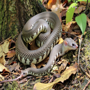 Juvenile Coloration and Pattern