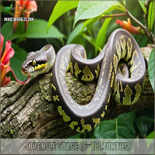 How Long Do Reticulated Pythons Get and How Fast Do They Grow?