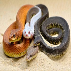 Kenyan Sand Boa Morph Varieties