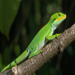 Lizard Behavior and Body Language