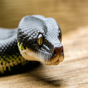 Maintaining Ball Python Eye Health