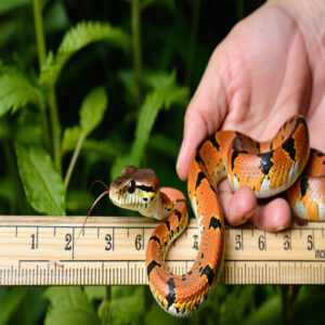 Measuring Corn Snakes