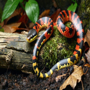 Milk Snake Health and Maintenance